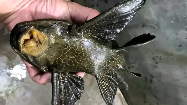 最卖力能干活的清道夫,这小嘴可真咬人呐