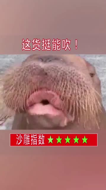 小海豹这个吹口哨的声音,我可以听100遍!