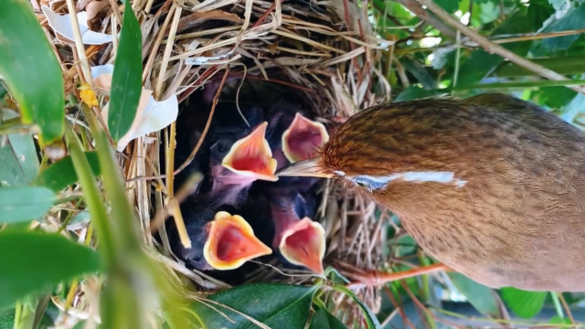 记录画眉鸟育雏的艰辛,一窝雏鸟要养大真不容易,看鸟妈妈喂了啥