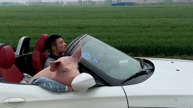 昔日网红靠猪成名,如今看见这样的场景,副驾驶上就像坐了一位女朋友!