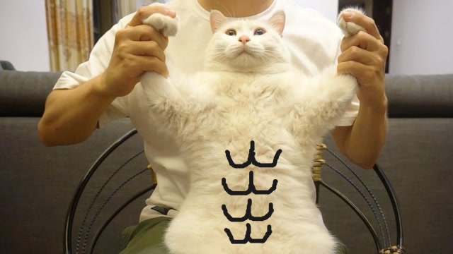 这么强壮的猫,你恐怕是没见过吧?