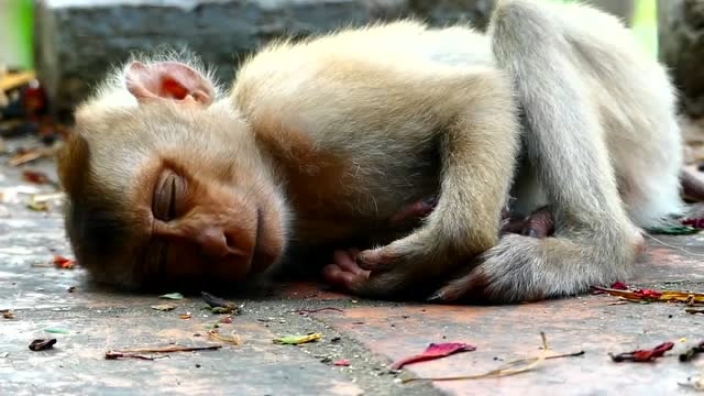 小猴子生病躺在地上眼睛都不想睁,看它痛苦的模样真是太揪心,有人救它