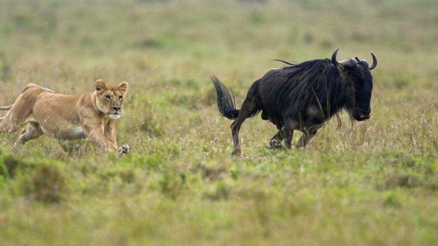 你知道非洲草原上最成功,最高效的捕猎者是谁吗?答案在这里
