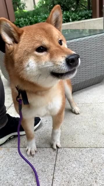 做最凶的表情,当最怂的狗柴犬