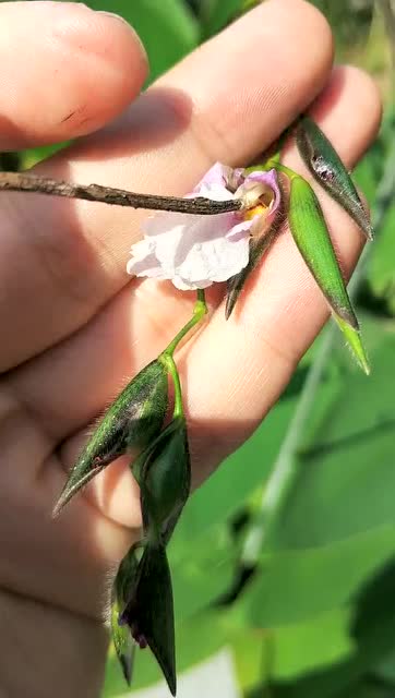 紫秆再力花捕虫