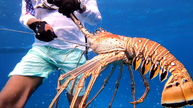 过程中发现礁石里藏有不少龙虾,叫上朋友一起捕个痛快