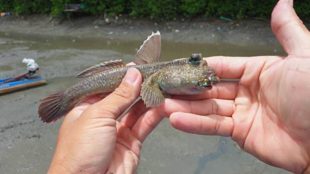抓跳跳鱼还能用鱼竿操作,真的大开眼界了