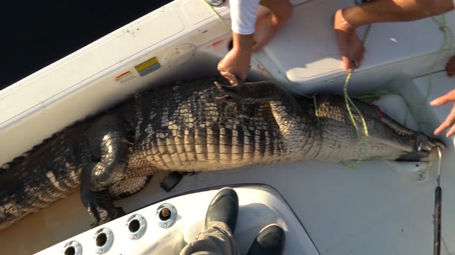 钓鱼钓到鳄鱼你信吗?体型超大个,撑死一头牛!