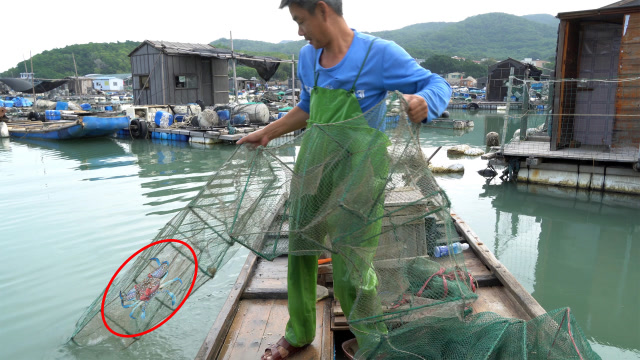 阿兴的地笼真神奇,抓上一只被五花大绑的螃蟹,螃蟹:我太难了