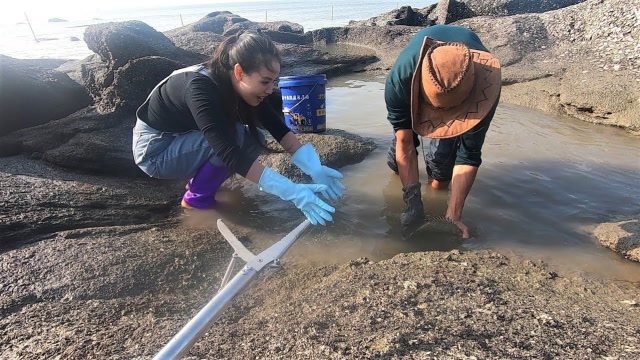 小囿带美女粉丝体验赶海,岸边找货舀水坑收获真刺激,抓得太嗨了