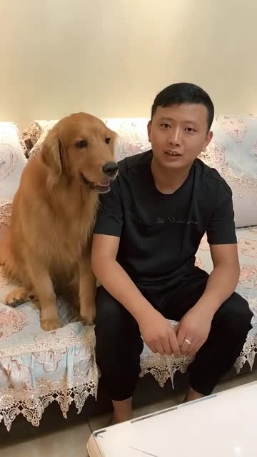 男主人过生日!金毛轮胎用特殊的方式祝主人生日快乐!太逗了!