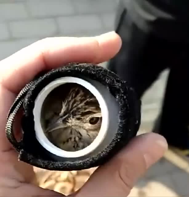 高手设计的便携式遛鸟神器!出门带鸟真方便!