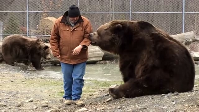 最大棕熊和人对比照片图片