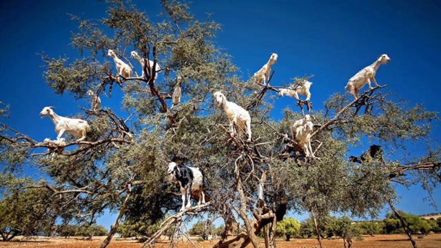 罕见的"食羊树",自己会抓羊吃,村民一旦发现马上烧毁!
