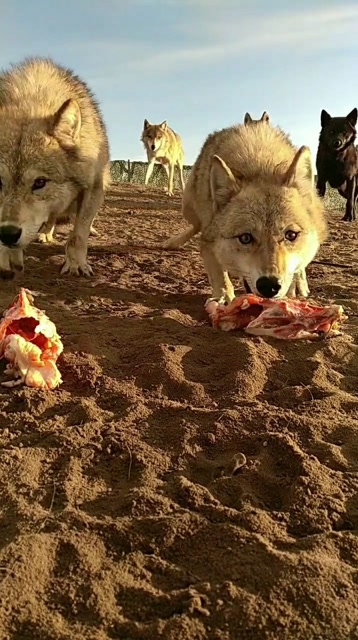 千万千万不要被狼咬到,因为会被咬的可疼可疼啦!