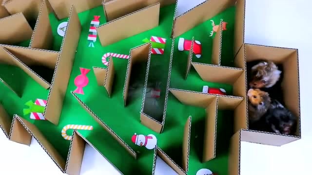 迷之萌宠:一群小仓鼠的纸板迷宫游探险闯关