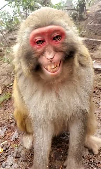 猴子嘿嘿笑表情包图片