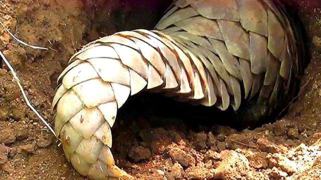 穿山甲挖洞到底有多快?如果没有被镜头拍下,都不敢相信这么快