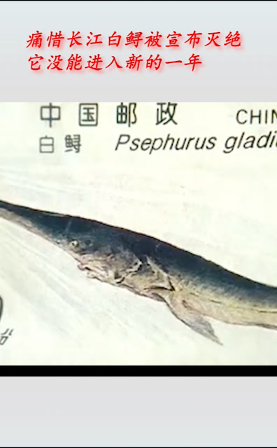 痛惜长江白鲟宣布灭绝