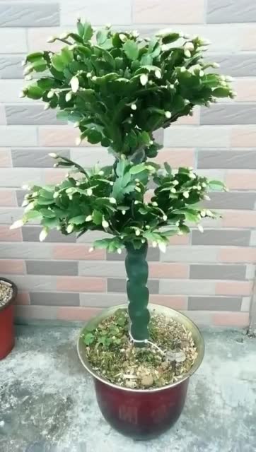 三农嫁接,龙骨嫁接的蟹爪兰,是不是很好看