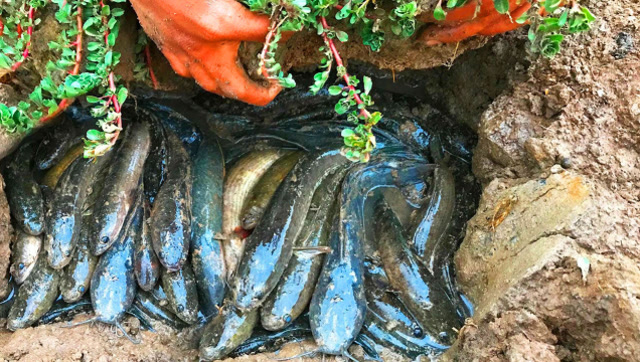 荒田干裂了小哥去搞野,搬开泥块,黑鱼一窝一窝的抓,真爽!