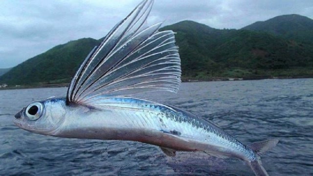 抖音会飞的热带鱼照片图片