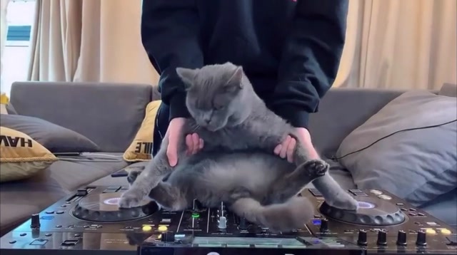 作为一名dj猫 打碟花手蹦迪是必修课