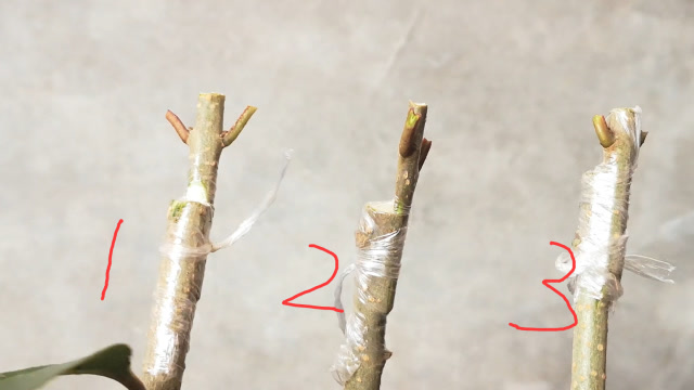 又到了最佳嫁接时节,今天给大家演示3种最常用的枝接法,学习一下
