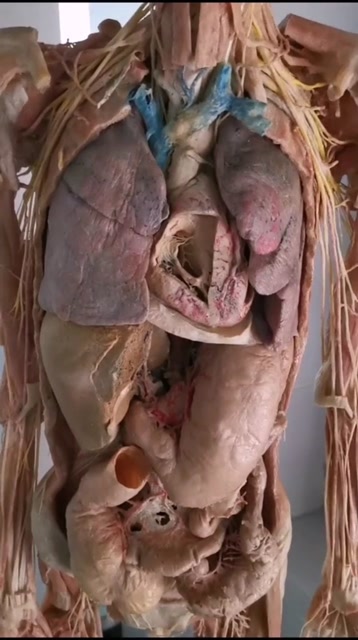 胸腹腔脏器标本图