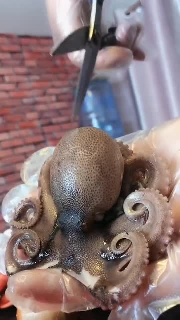 吃爆头墨鱼,有大米有墨汁那种