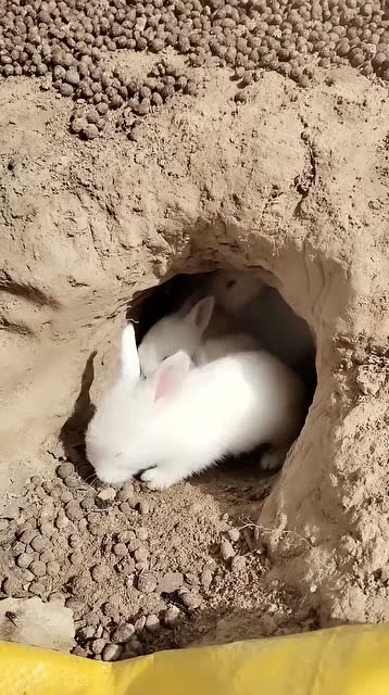 洞里面有一堆小兔子,而且里面都是可爱的白兔