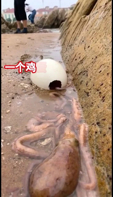 废弃的鸡蛋壳千万别扔,一个鸡蛋壳就可以在海边换一个八爪鱼