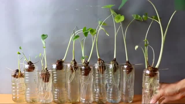在家塑料瓶水培芋头,让你家有吃不完的芋头