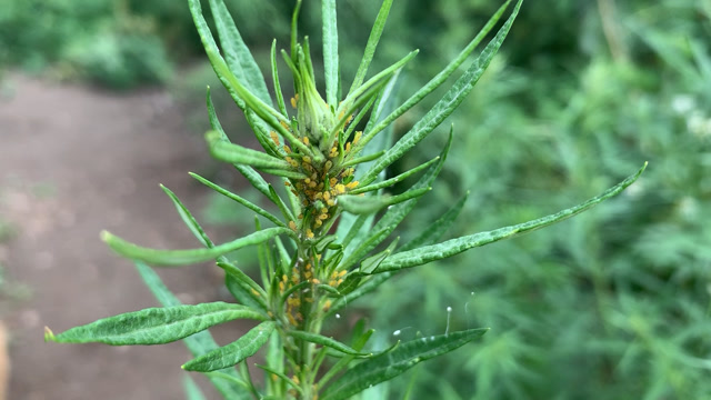 有密集恐惧症的就别看了