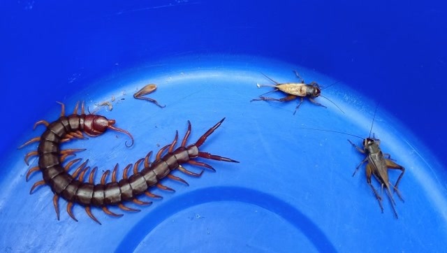 巨毒蜈蚣大战蛐蛐两兄弟,战况激烈场面难得一见,结果太意外了