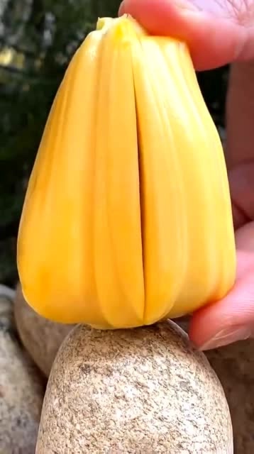 金刚果和菠萝蜜的结合体只有海南人吃过居然连核都这么诱人