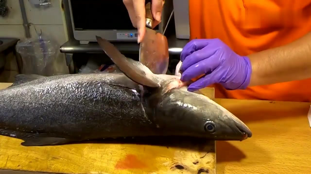 大厨将整个军曹鱼制作生鱼片,成就极致美味鱼生,厉害了