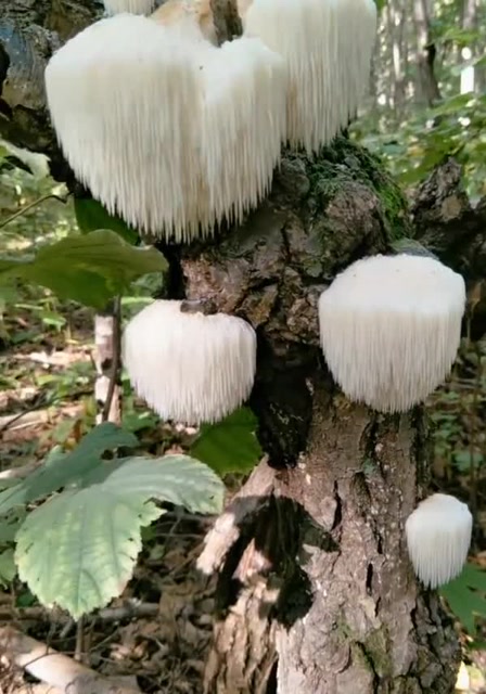 一棵树上竟结了这么多猴头菇,这下发财了