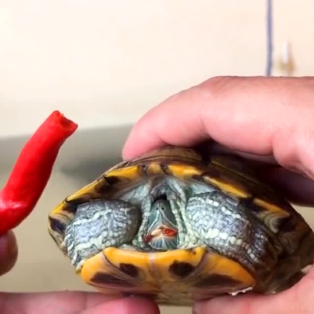 乌龟吃口辣椒后是啥反应?这表情和动作,简直太魔性