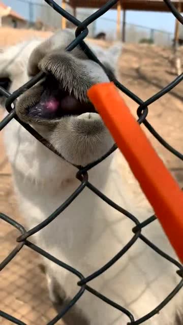 原来羊驼也会撒娇啊,这叫声,也太可爱了点吧!