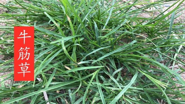 夏天身体湿气重,关节疼痛?快来认识牛筋草,熬水泡脚真不错