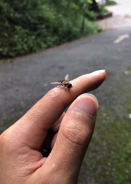 有人说这是苍蝇,看到最后,网友:变异品种吗?