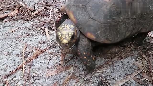乌龟壳真的很硬吗小哥用液压机压乌龟壳,不料意外发生了