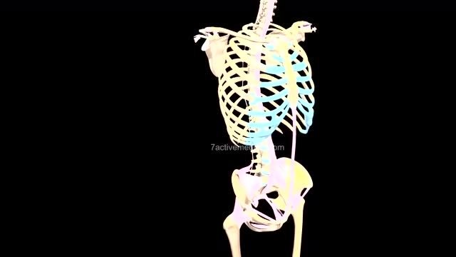 人体骨架一共有206块骨头,那么它们是如何组合在一起的呢?