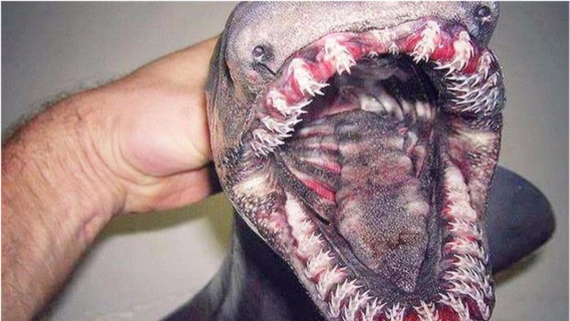 最恐怖的深海生物,以鲨鱼为食,张开嘴会让人晚上做噩梦!