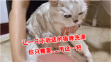 小梦撸猫记：如何让一只不听话的猫咪乖乖洗澡？差点要了猫命