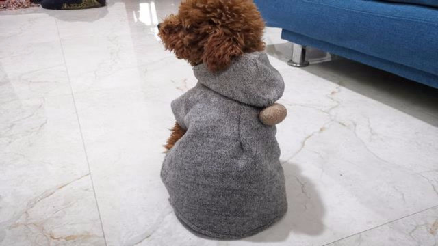 旧衣服利用:30分钟自制狗狗圣诞节礼物,实用又好看