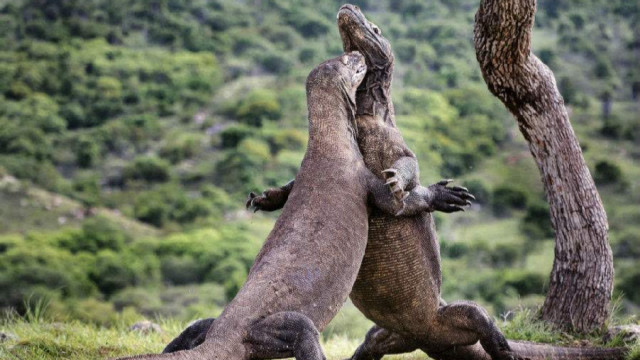 人被科莫多巨蜥咬一口,身体会发生什么变化,看看这块肉的下场!