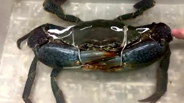 2145买一只斯里兰卡大青蟹,全网最大,钳子比胳膊还粗,非常霸气