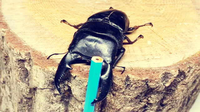 甲虫的钳子有多厉害?放一支铅笔进去,接下来让你怀疑人生!